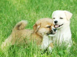 预防狗狗螨虫及因螨虫患皮肤病的治疗方法