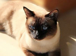 暹羅貓的基礎飼養和生活習性