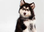阿拉斯加雪橇犬有幾種顏色
