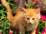 防止猫自发性膀胱炎的办法