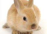 兔子中暑的症状以及治疗办法