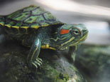 巴西龟的冬天饲养注意点