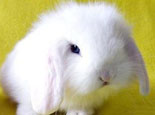 如何预防和治疗长毛兔的低温症