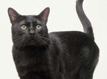 孟買貓和黑貓有什么區別