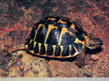陸龜從求偶與交配到產卵的過程