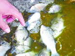 夏季预防鱼缺氧的办法
