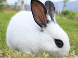 兔兔皮肤疾病的认识和治疗