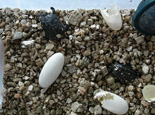 龜蛋孵化天數與積溫的關系