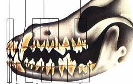 看牙齿判断狗狗年龄的依据
