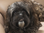 寵物狗狗牙周炎的癥狀及治療