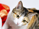 猫咪维生素中毒怎么处理 