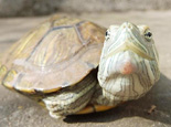 巴西龜白眼病有哪些表現