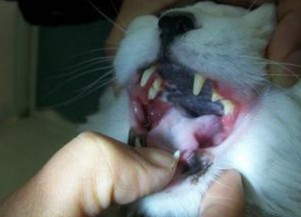 宠物狗猫的口腔疾病问题