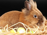 为兔兔选择环保健康的玩具