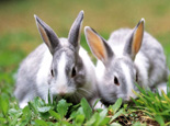 兔子服用抗生藥需謹慎