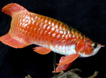 怎样区分过背金龙鱼和红尾金龙鱼 