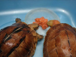 讓龜龜有好胃口的三個辦法