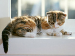 关于猫咪葡萄膜炎的原因及治疗