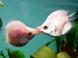 奇特的接吻魚介紹