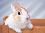 兔传染性鼻炎的治疗办法 