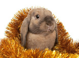 金银花可以治疗兔兔哪些疾病