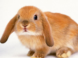 兔子胀肚的原因及治疗办法