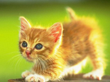 剖腹產的貓咪寶貝存活率低的原因