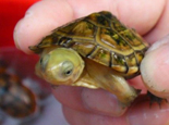 新手饲养水龟的正确方法