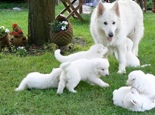 哺乳期仔狗狗的飼養與管理