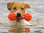 讓狗狗成為游泳健將的辦法