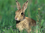 兔类常见的皮肤病及防治
