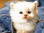 剛出生的小貓什么時候睜眼睛