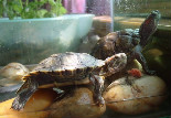 彩色龜孵化的性別取決于周圍溫度