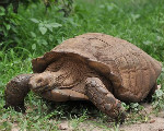 如何饲养苏卡达陆龟