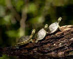 烏龜補鈣提高產卵質量