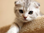 关于猫咪的脂肪组织炎防治