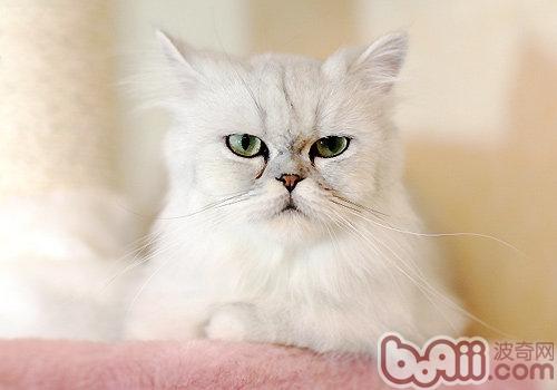 金吉拉猫