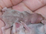 幼鼠每个成长阶段介绍