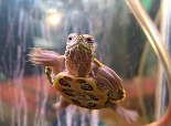 溫室飼養烏龜注意事項