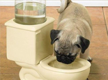 夏天狗狗补充水份很重要