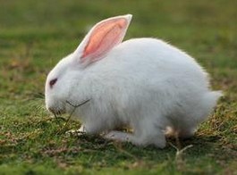中草药饲料添加剂特别对兔等食草动物影响