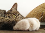猫咪为什么喜欢磨爪