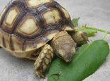 夏天放养陆龟的注意事项