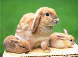 兔子的懷孕期有多長