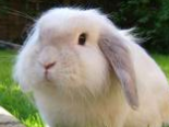 兔兔吃食气管堵塞的症状