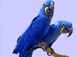 紫藍鸚鵡飼養繁殖注意點