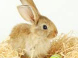 兔兔的發情和配種知識