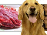 狗是肉食类动物还是以肉食为主的杂食类动物