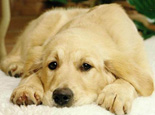  犬的分离焦虑症的原因及治疗