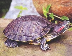 推薦新手巴西龜的飼養